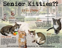 More Mature & Senior Cats (male & female) 2 flyers - Photo 2