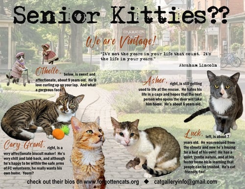 MORE MATURE & SENIOR CATS (MALE & FEMALE) 2 FLYERS - Domestic Short Hair available for adoption