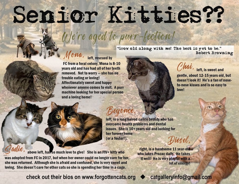More Mature & Senior Cats (male & female) 2 flyers Image