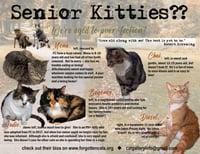 More Mature & Senior Cats (male & female) 2 flyers - Photo 1
