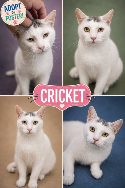 CRICKET (FCID# 06/01/2026 - 49 TRAINER)