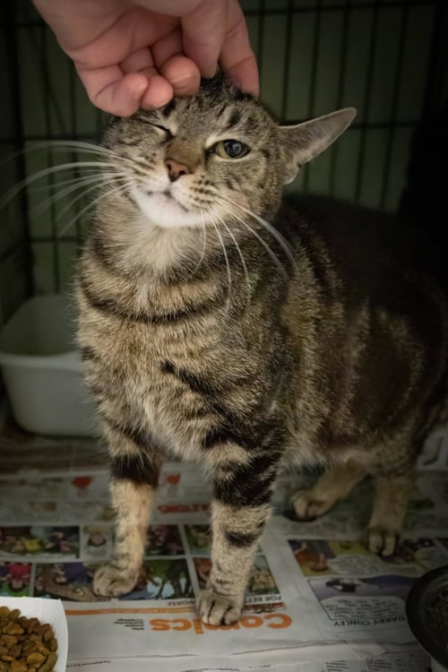 EVIE (FCID# 05/21/2026 - 4 TRAINER) - Tabby available for adoption