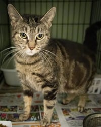 Evie (FCID# 05/21/2026 - 4 Trainer) - Photo 4
