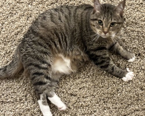 FAWN, WILLOW GROVE AREA (FCID 05/31/2023-16) - Tabby / Tuxedo available for adoption