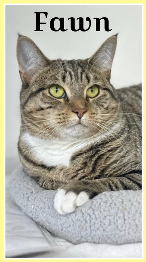 FAWN, WILLOW GROVE AREA (FCID 05/31/2023-16) - Tabby / Tuxedo available for adoption