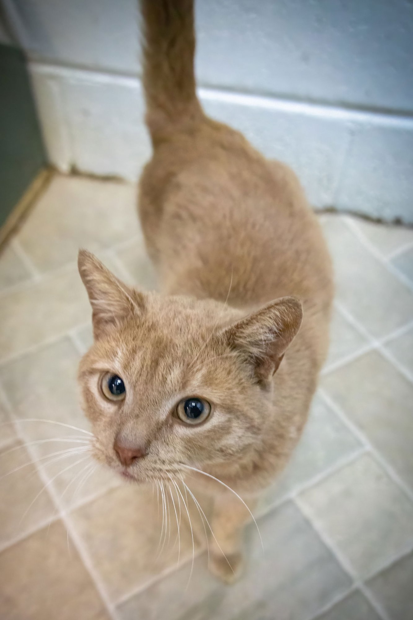 KRINGLE (FCID# 12/18/2025 - 37) C - Tabby available for adoption