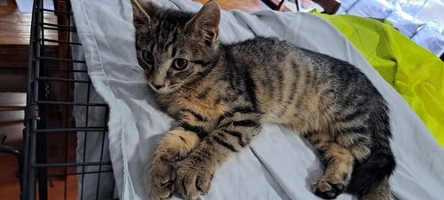 TRAVIS, WILLOW GROVE AREA, (FCID 07/29/2026-154) - Domestic Short Hair available for adoption