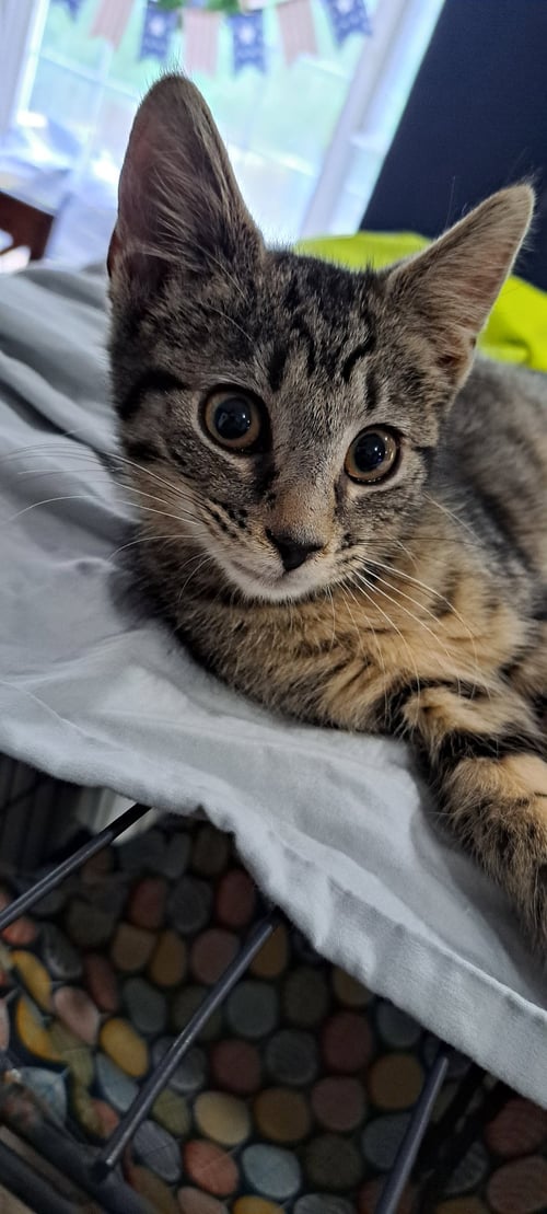 TRAVIS, WILLOW GROVE AREA, (FCID 07/29/2026-154) - Domestic Short Hair available for adoption