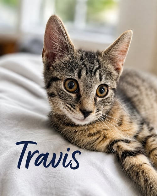 TRAVIS, WILLOW GROVE PS (FCID 07/29/2026-154) - Tabby available for adoption