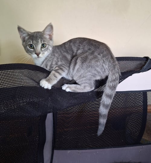 EMILY SPINACH (FCID# 08/04/2026 - 16) C - Tabby / Tuxedo available for adoption