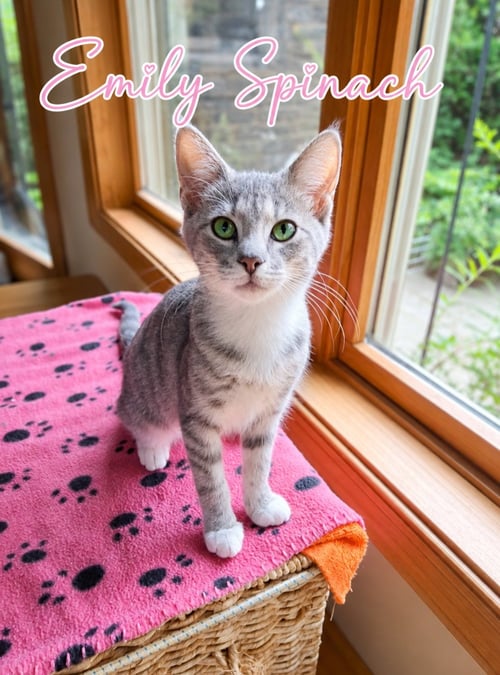 EMILY SPINACH (FCID# 08/04/2026 - 16) C - Tabby / Tuxedo available for adoption