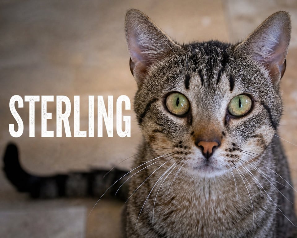 Sterling (FCID# 03/23/2026 - 39 Brookhaven PS Image