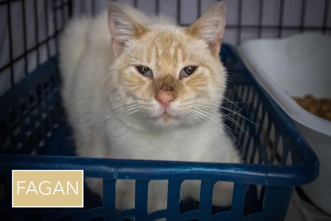Fagan: Siamese (FCID# 03/04/26-29 Middletown PS) Image