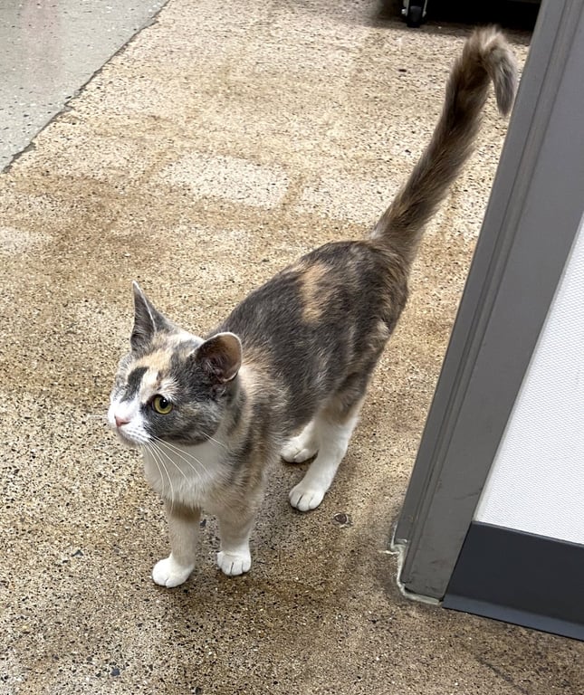 Pixie (FCID# 04/29/2026 - 29 West Chester PS) Image