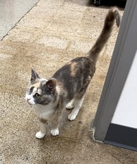 Pixie (FCID# 04/29/2026 - 29 West Chester PS) - Photo 1