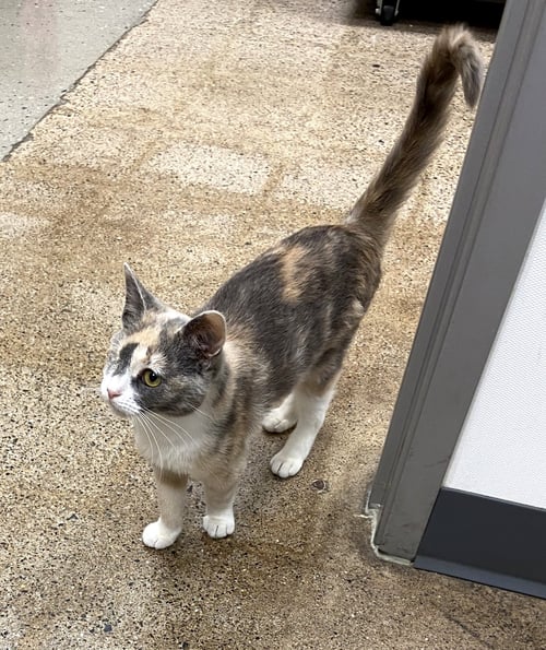 PIXIE (FCID# 04/29/2026 - 29 WEST CHESTER PS) - Dilute Calico available for adoption
