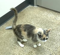 Pixie (FCID# 04/29/2026 - 29 West Chester PS) - Photo 2