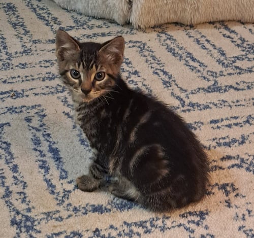 FRAPPE, WILLOW GROVE PS, (FCID 06/26/2026-109) - Domestic Short Hair available for adoption