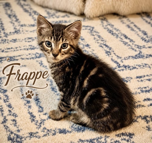 FRAPPE, WILLOW GROVE PS (FCID 06/26/2026-109) - Domestic Short Hair / Tabby available for adoption