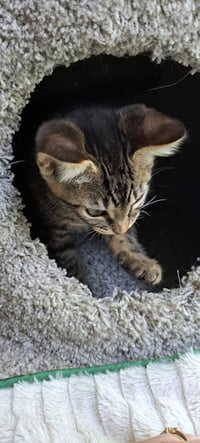 Frappe, Willow Grove PS, (FCID 06/26/2026-109) - Photo 4