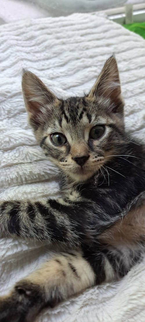 FRAPPE, WILLOW GROVE PS (FCID 06/26/2026-109) - Domestic Short Hair / Tabby available for adoption