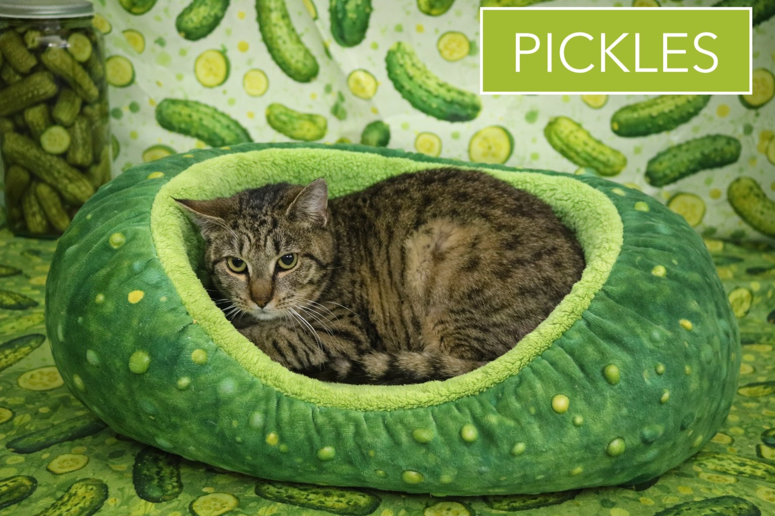 PICKLES (FCID# 02/16/2026 - 516 TRAINER) - Tabby available for adoption