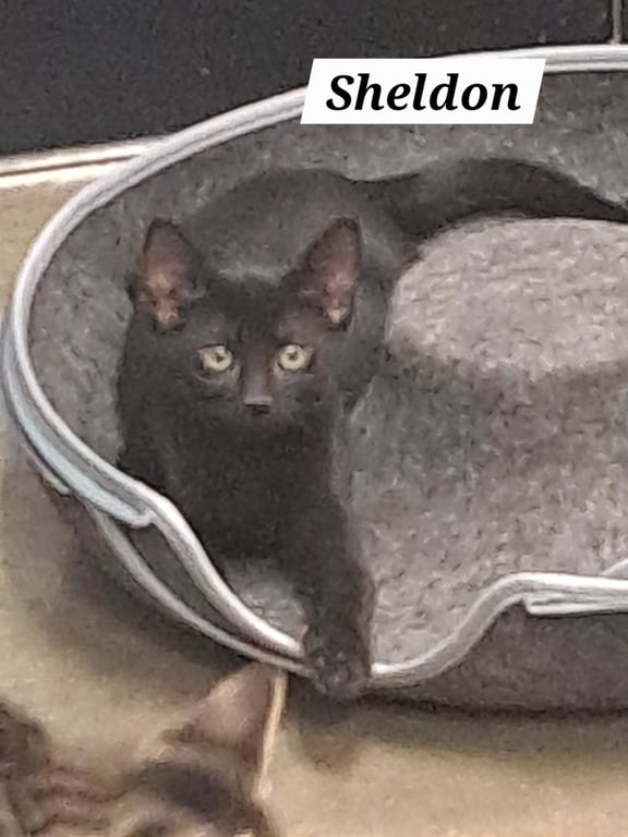 Sheldon (FCID# 05/21/2026 - 51 Brandywine PS) Image