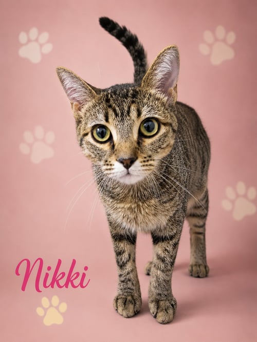 NIKKI (FCIDS# 07/06/2026 - 95 TRAINER) - Tabby available for adoption