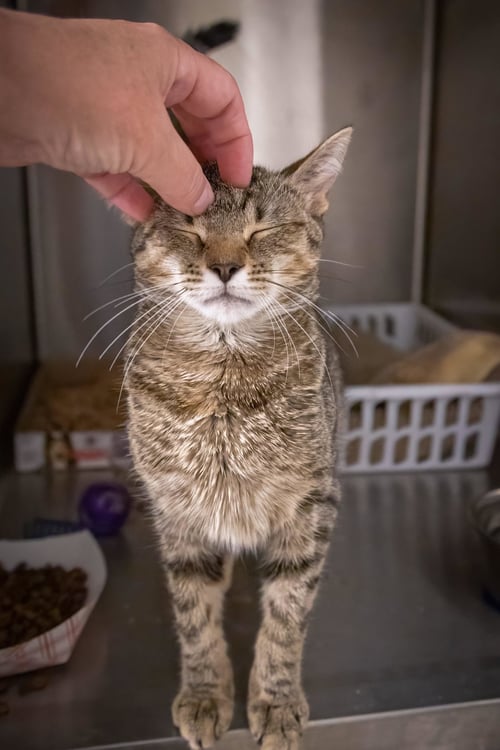 NIKKI (FCIDS# 07/06/2026 - 95 TRAINER) - Tabby available for adoption