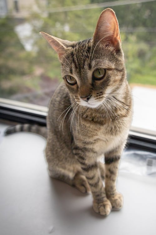 NIKKI (FCIDS# 07/06/2026 - 95 TRAINER) - Tabby available for adoption