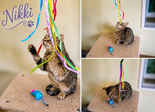 NIKKI (FCID# 07/06/2026 - 95 BRANDYWINE PS) - Tabby for adoption in Wilmington