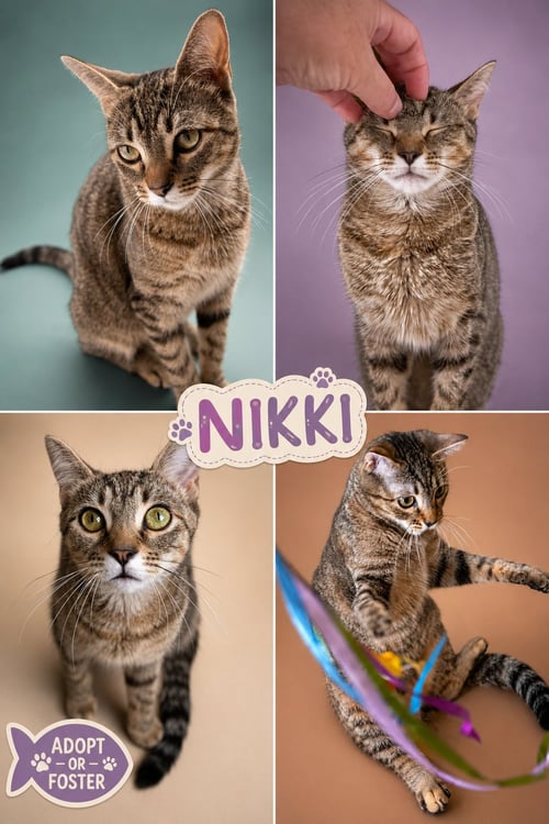 NIKKI (FCIDS# 07/06/2026 - 95 TRAINER) - Tabby available for adoption
