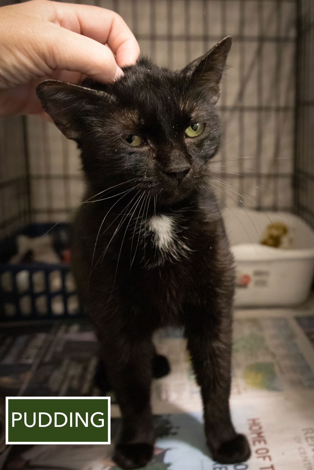 PUDDING (F) (FCID# 01/12/2026 - 81 TRAINER) - Domestic Short Hair available for adoption