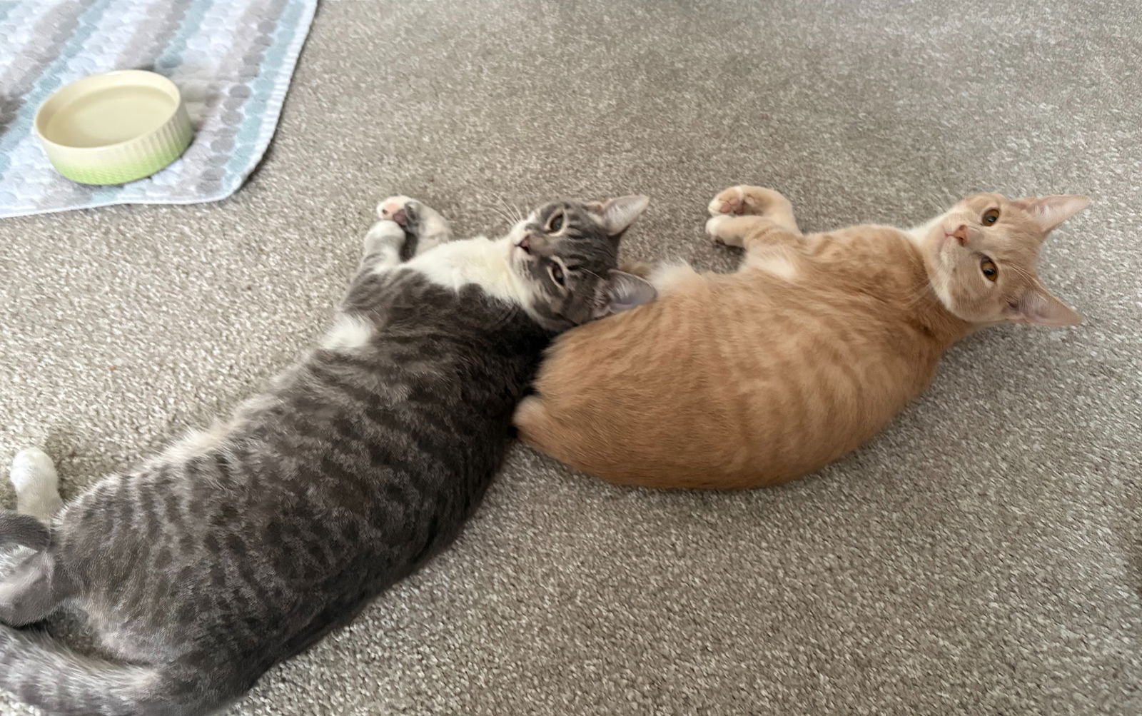 SHUGG (F) W/ PUDDEN (M) (FCID# 08/25/2025 - 82,81) - Tabby / Tuxedo available for adoption