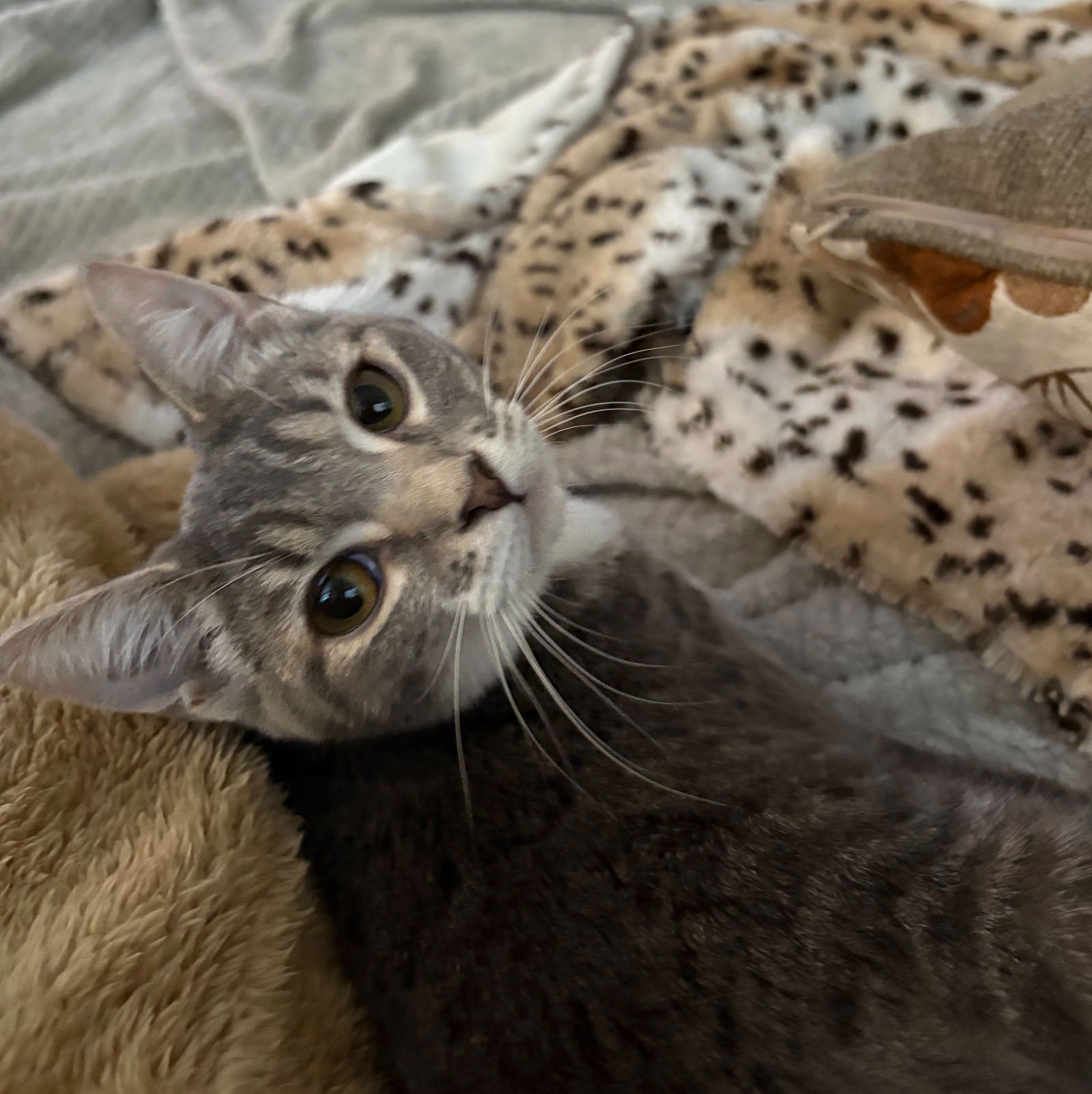 Shugg (f) w/ Pudden (m) (FCID# 08/25/2025 - 82,81) - Photo 3