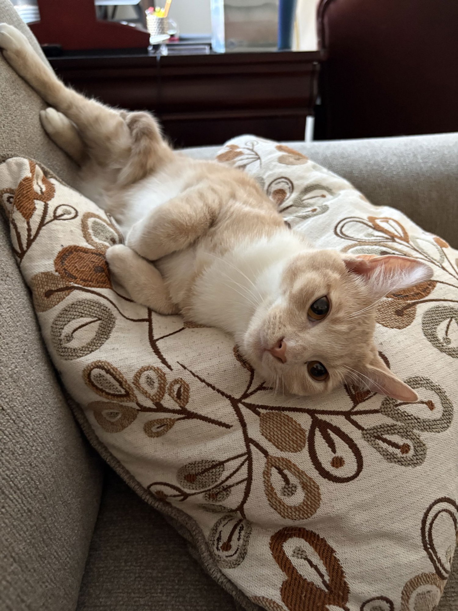 Shugg (f) w/ Pudden (m) (FCID# 08/25/2025 - 82,81) - Photo 4