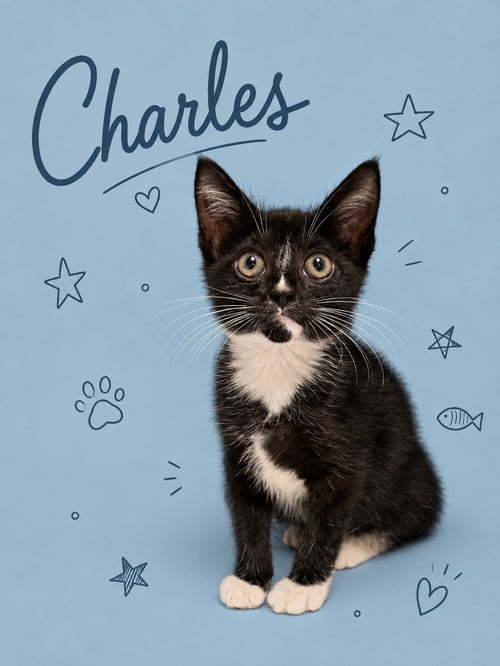 CHARLES (FCID# 08/20/2026 - 28 MIDDLETOWN EVENT) - Tuxedo available for adoption