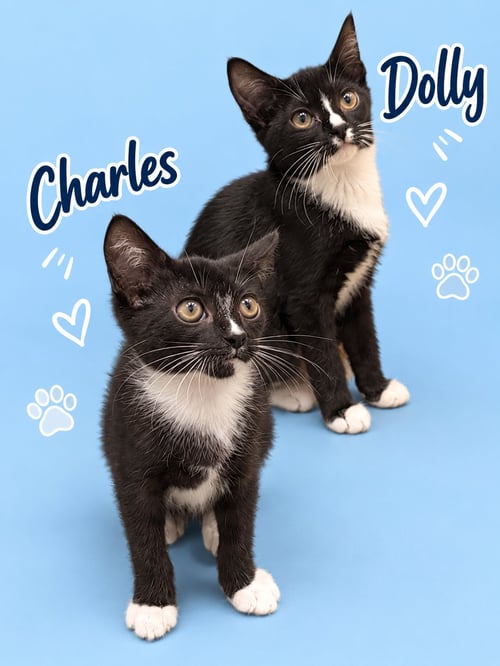 CHARLES & DOLLY: BONDED (MIDDLETOWN PS) - Tuxedo for adoption in Dover