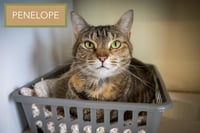 Penelope (FCID# 11/09/2022 - 12 Glen Mills PS) - Photo 3