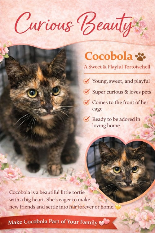 COCOBOLA (FCID# 04/06/2026 - 32 WEST CHESTER PS) - Tortoiseshell available for adoption