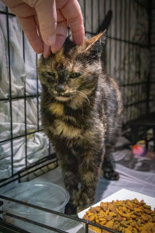 COCOBOLA (FCID# 04/06/2026 - 32 WEST CHESTER PS) - Tortoiseshell available for adoption