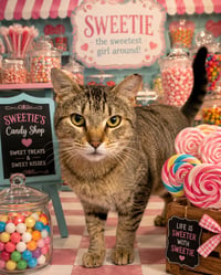 Sweetie (FCID# 05/12/2026 - 67 Trainer) - Photo 1