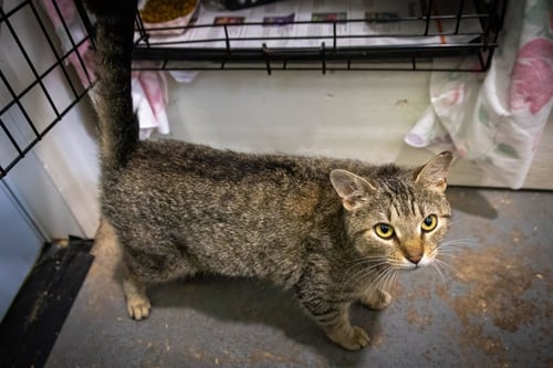 SWEETIE (FCID# 05/12/2026 - 67 TRAINER) - Tabby available for adoption