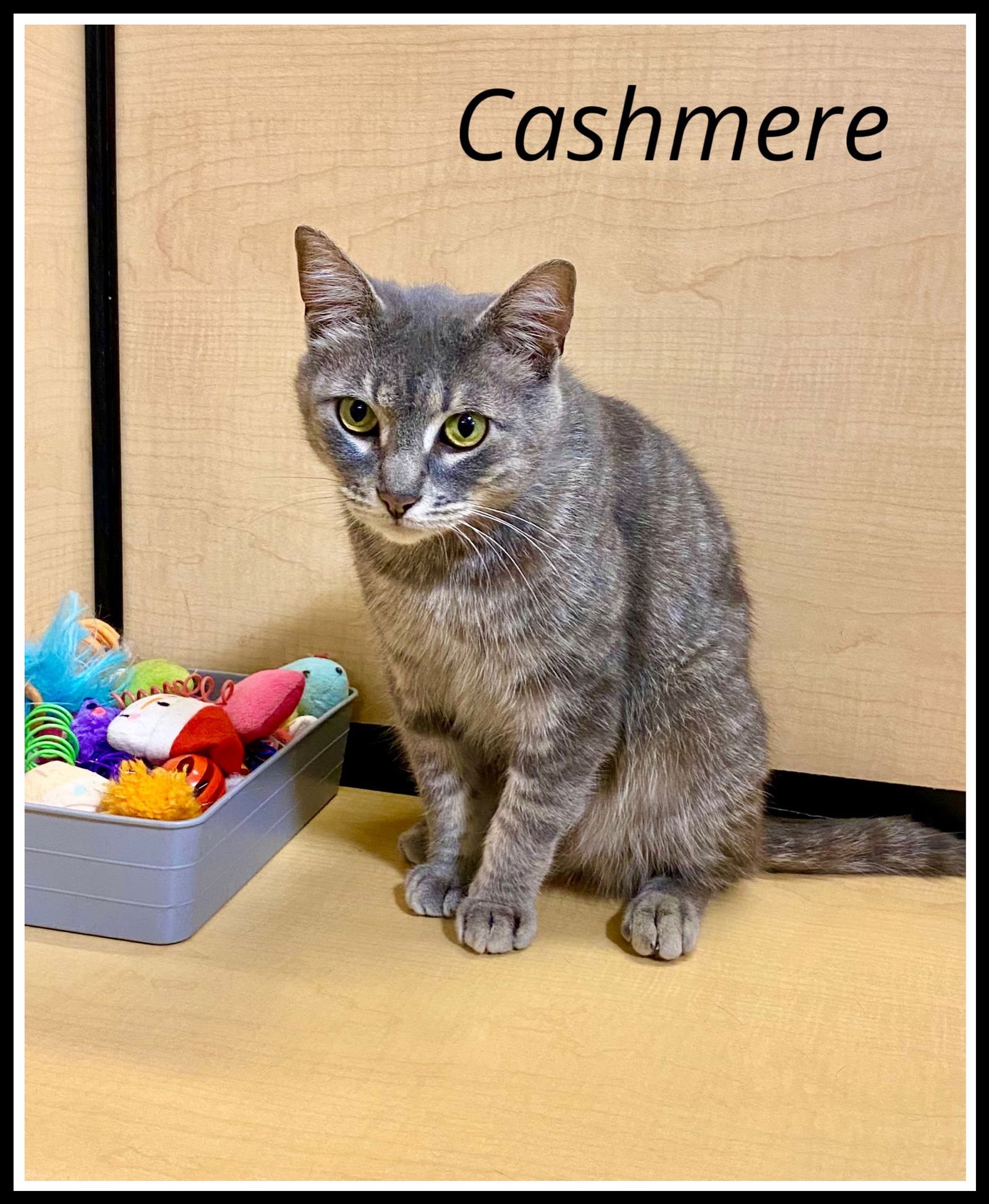CASHMERE (02/06/2026-135) JENKINTOWN PETSMART - Tabby available for adoption