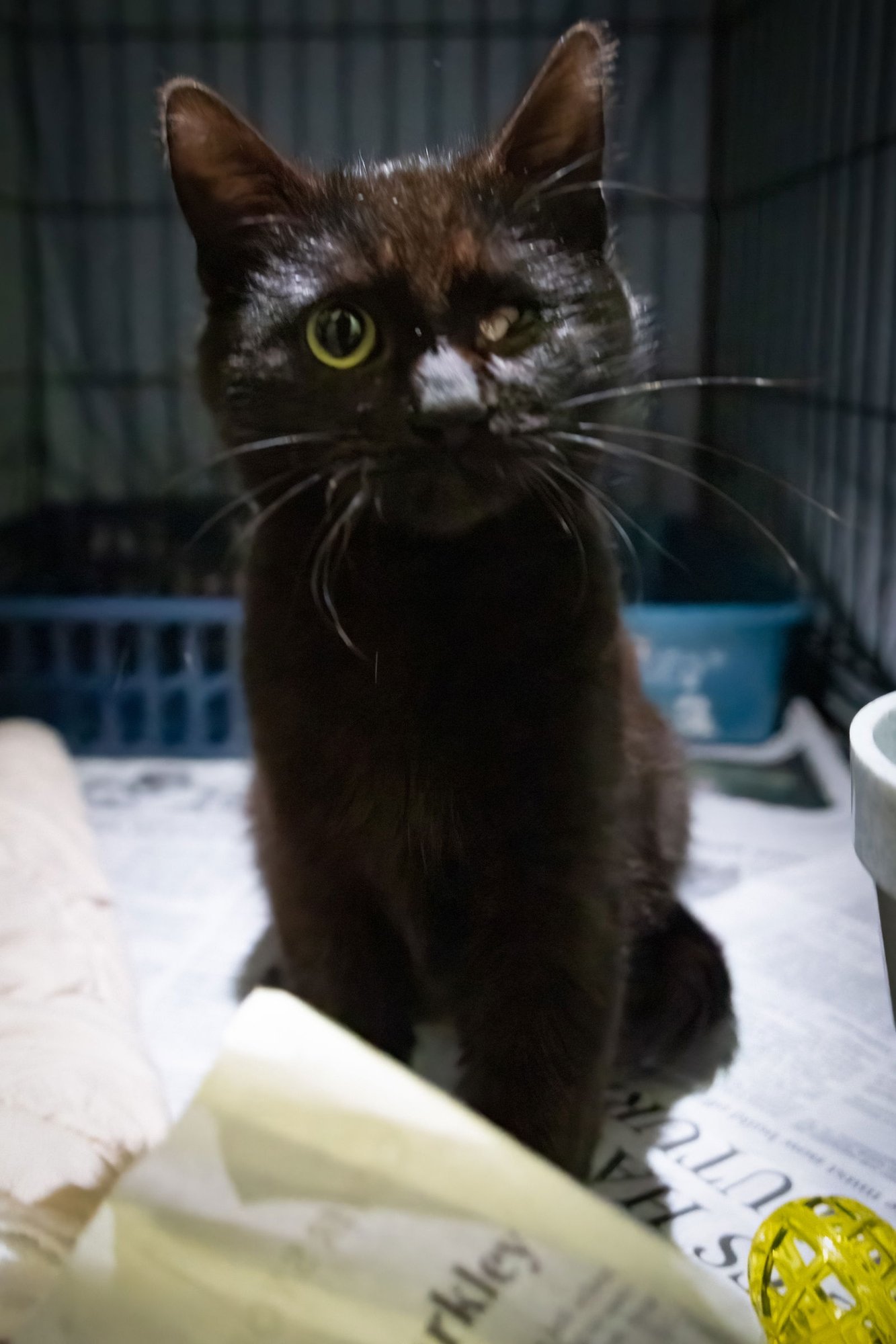 HAWKEYE  (FCID# 12/29/2025 - 37) - Domestic Short Hair available for adoption