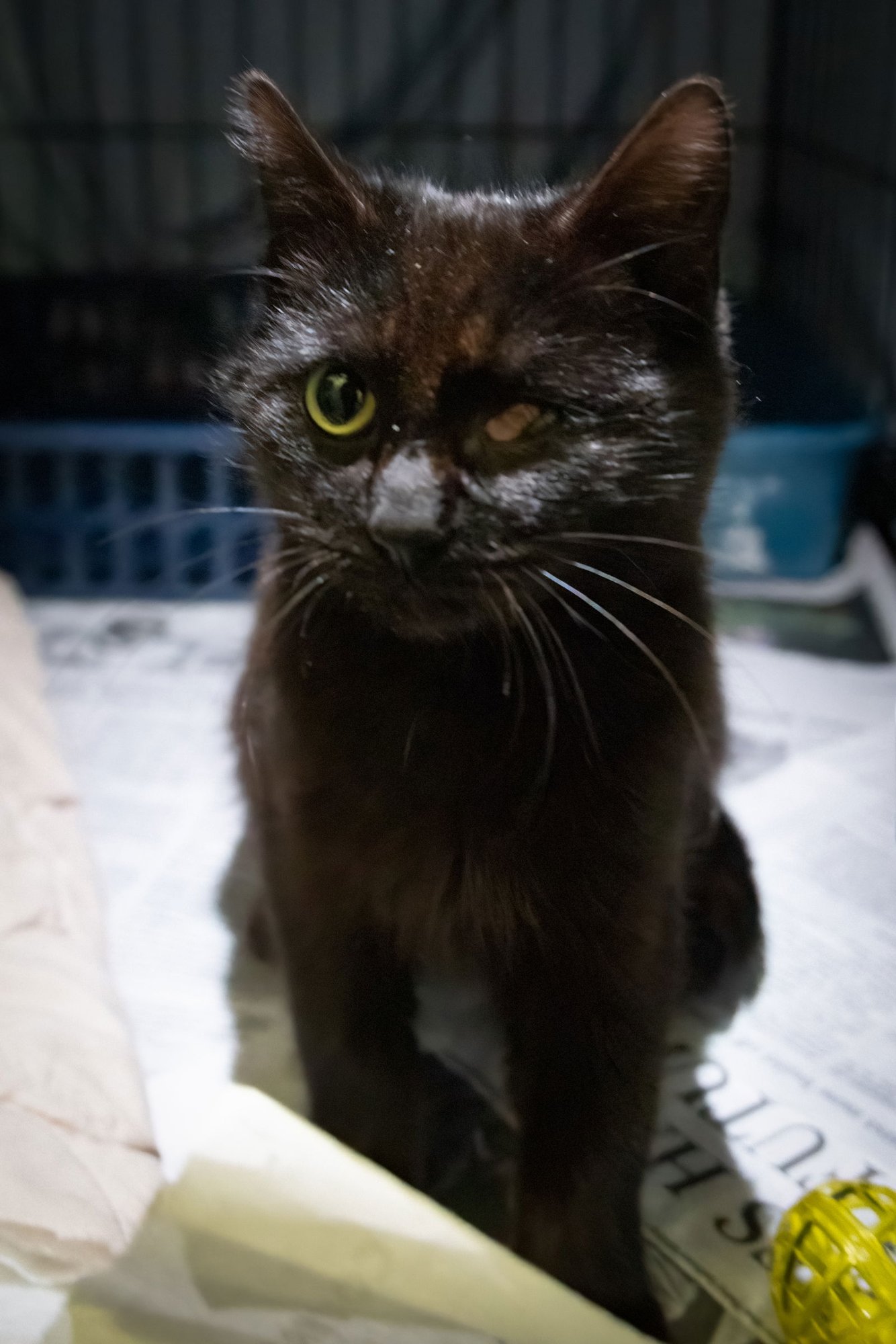 HAWKEYE  (FCID# 12/29/2025 - 37) - Domestic Short Hair available for adoption