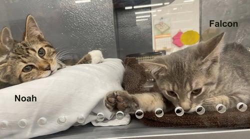 NOAH (FCID# 04/29/2026 - 42 WEST CHESTER PS) C - Tabby available for adoption