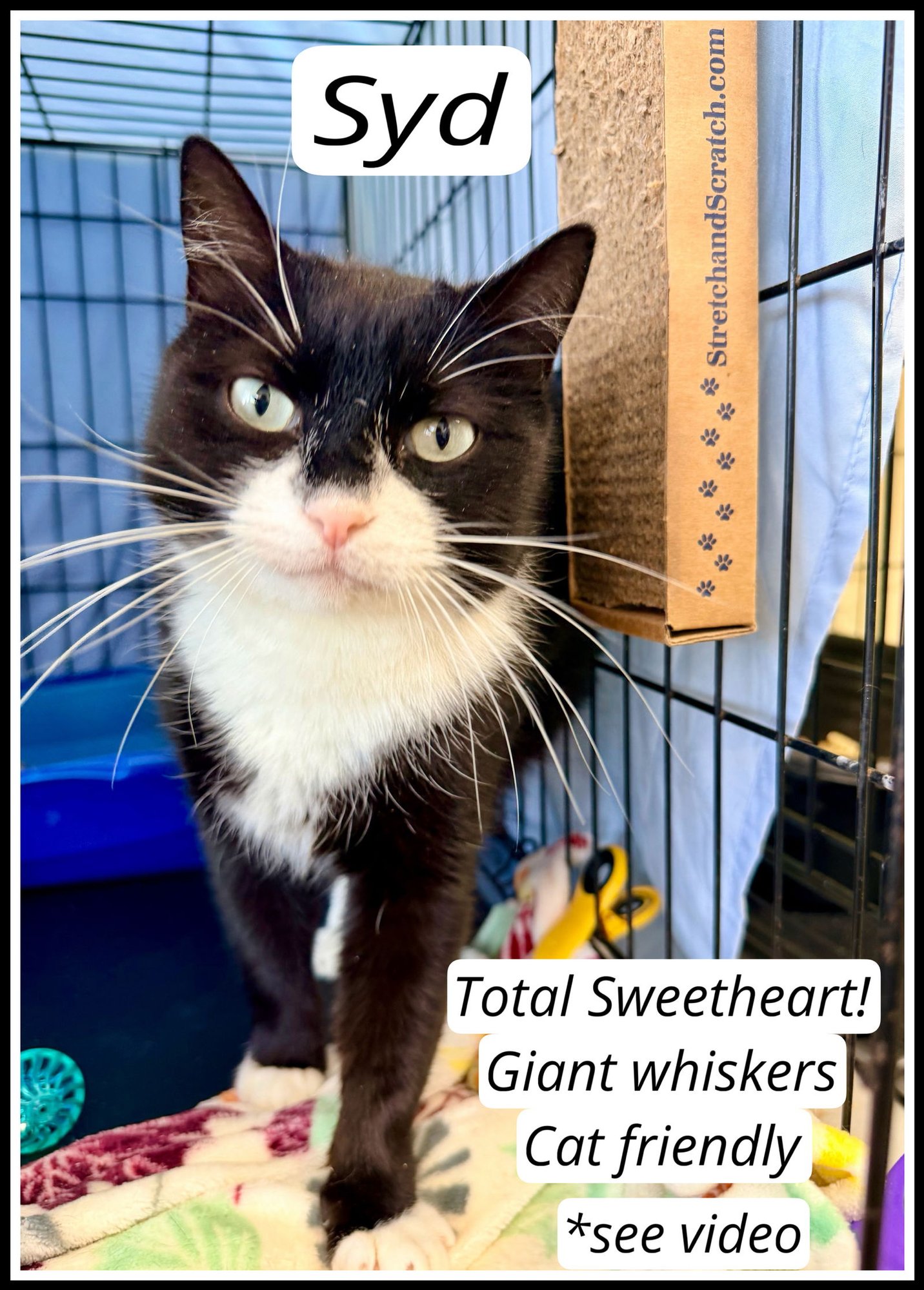 SYD (FCID# 01/06/2026 - 403) WILLOW GROVE - Tuxedo available for adoption