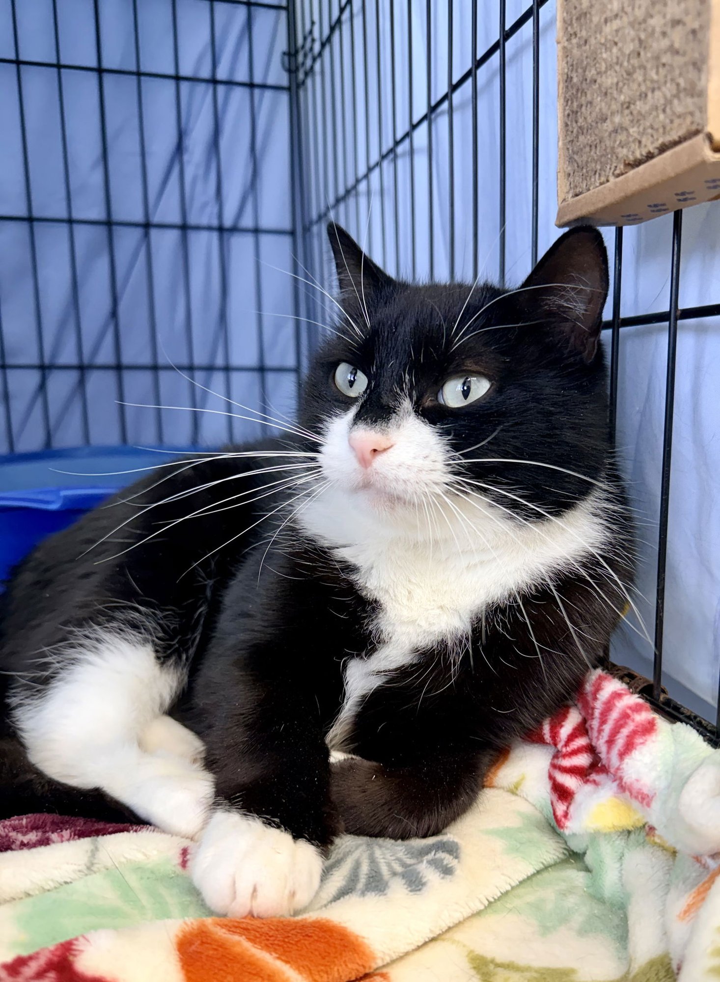 Syd (FCID# 01/06/2026 - 403) Willow Grove - Photo 3