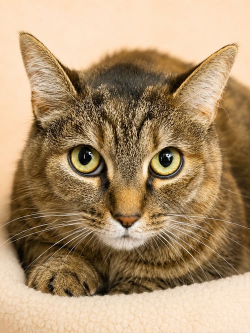 CIN CIN (FCID#06/24/2026 - 152) WILLOW GROVE - Torbie available for adoption